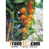 Grape Tomato Seeds B 666