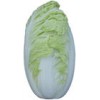 fresh chinese cabbage