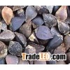 buckwheat