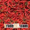 Fresh Capsicum frutescens
