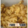 Fresh Ginger