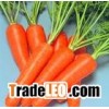fresh vegetable,fresh carrots