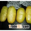 Fresh Potato