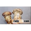 Trichotoma matsutake