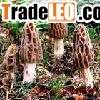 Morels Mushroom