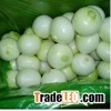Fresh Onion