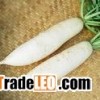 white radish