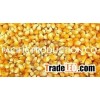 VN YELLOW CORN