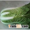 Fresh Chinese Cabbage