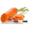 fresh carrot,carrots,fresh vegetable