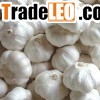 pure white garlic