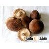 Shiitake mushroom