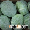 Fresh Cabbage
