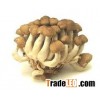 Frozen mushroom
