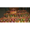 FRESH MANGOS