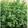 oregano