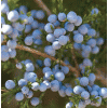 Juniper berry