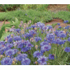 cornflower