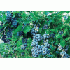 wild bilberry