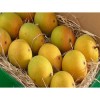 Fresh Alphonso, kesar Mango