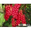 wholesale sale high quality gomishi extract