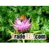 milk thitstle extract 80%