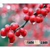 Extract of  Schisandra