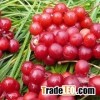 Factory Supply Schisandra Extract