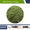 Wheat grass powdered extract 10:1,Pine Wheat Grass, Amazing Grass