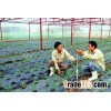 Agriculture Manpower  Offer from Vietnam