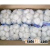 pure white fresh garlic