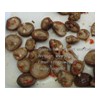 Canned Shiitake