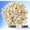 pine nut kernles
