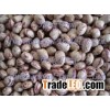 light speckled kidney beans