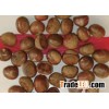 Sell Dried Chestnuts