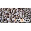 kidney beans