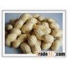Chinese peanut in shell