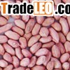 Peanut kernels in long shape