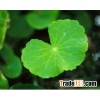 Gotu Kola Herb Extract