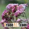 Grower Chemical