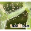 natural insect spray for plants Rose Mite Spray Adjuvant