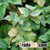 Rose Pest Eliminator