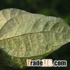 natural insecticide for plants Plants Insecticide