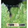 red spider mite chemical control Spider Mite Chemical