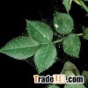 organic spider mite control Spider Mite Controller