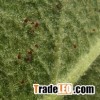 dust mite killer spray Flour Mite Killer