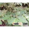 nsecticide to kill aphids Green House Insecticide