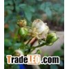 organic pesticide for garden Gardening Pesticide
