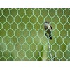 Hexagonal Chicken Wire Mesh