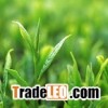 Green Tea Extract L-theanine